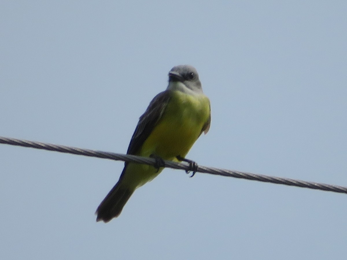 yellow-bellied kingbird sp. - ML618695564