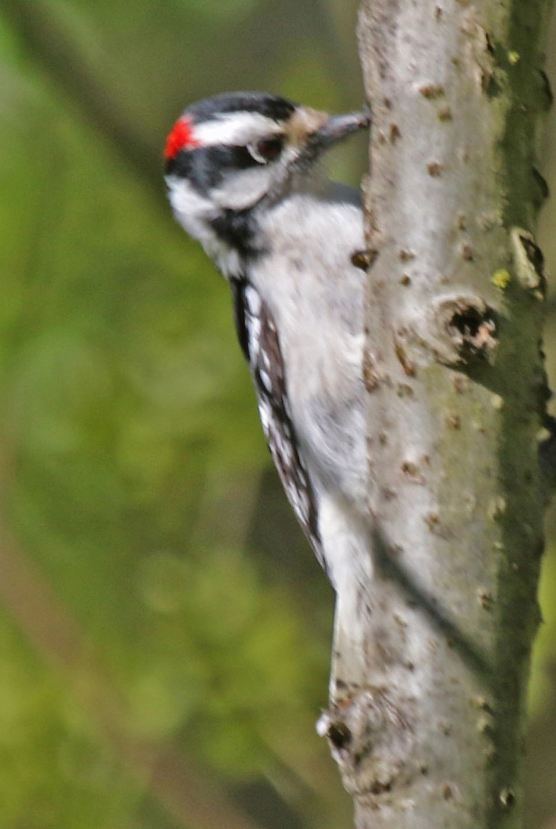 Hairy Woodpecker - ML618695570