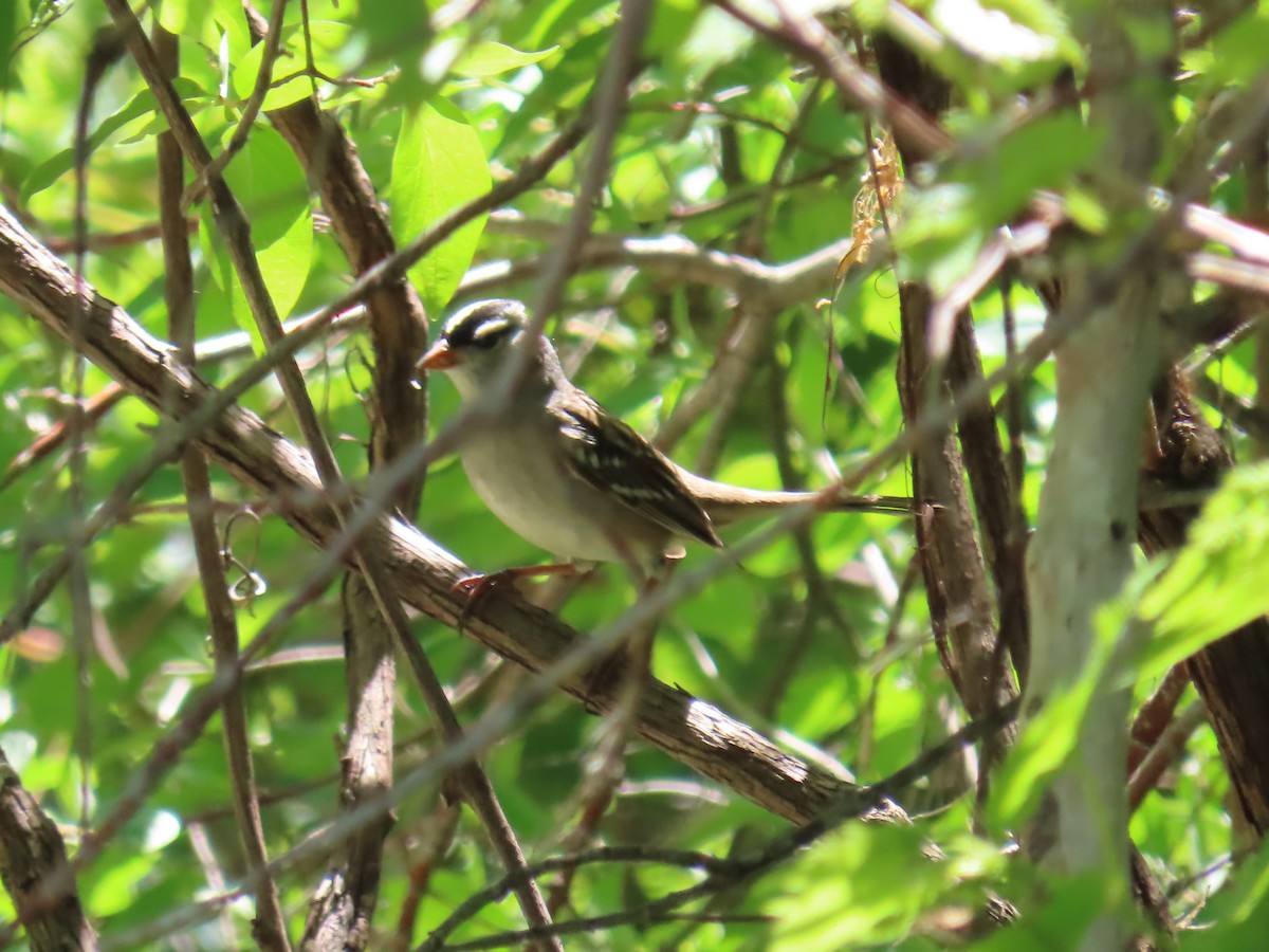 White-crowned Sparrow - ML618695575