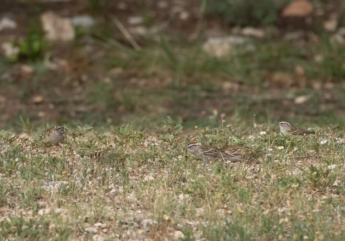 Chipping Sparrow - ML618695578