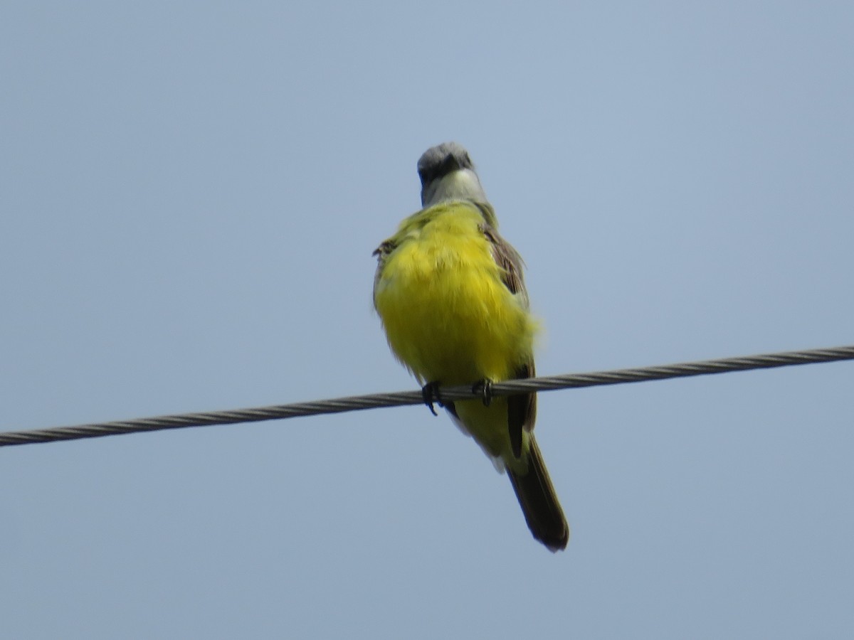yellow-bellied kingbird sp. - ML618695586