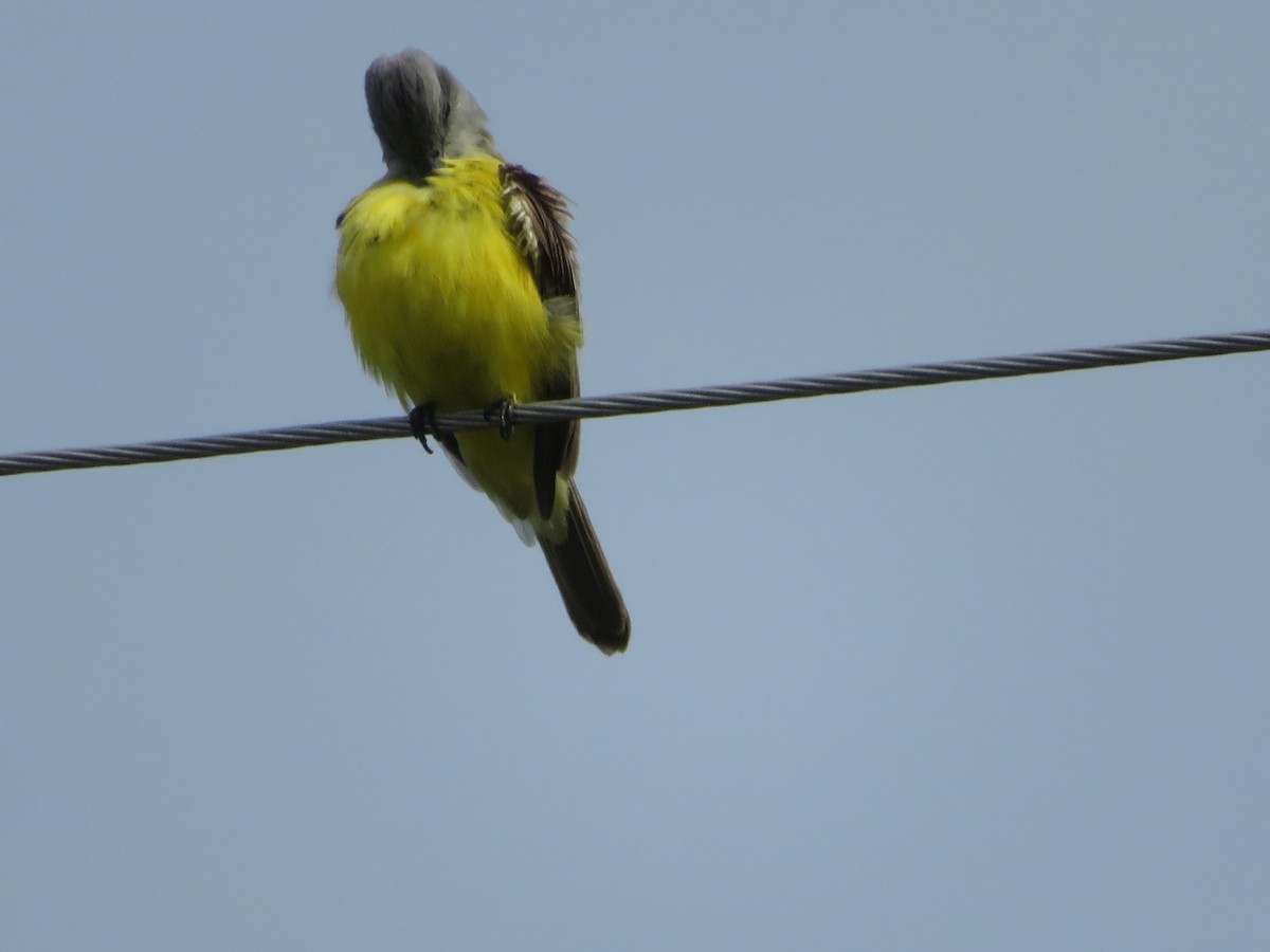 yellow-bellied kingbird sp. - ML618695587