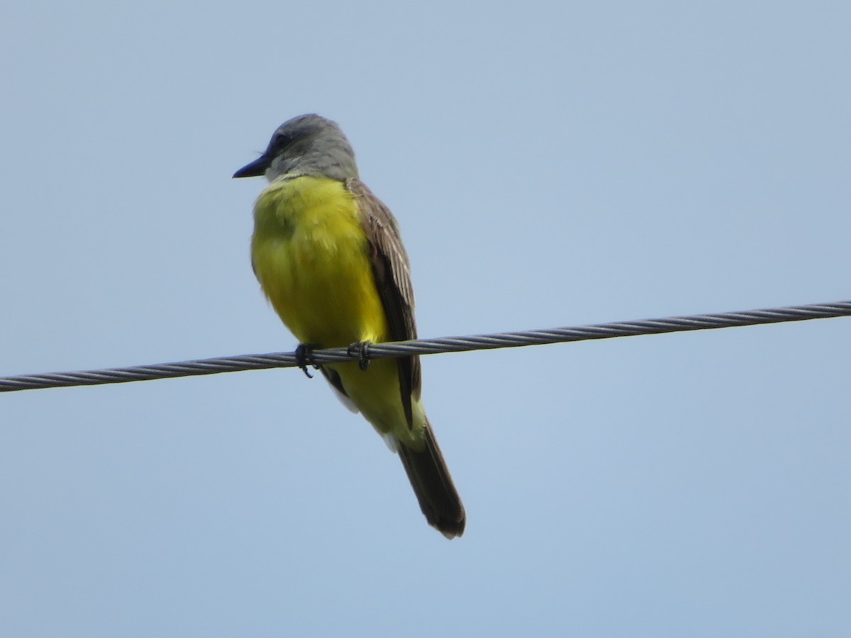 yellow-bellied kingbird sp. - ML618695588
