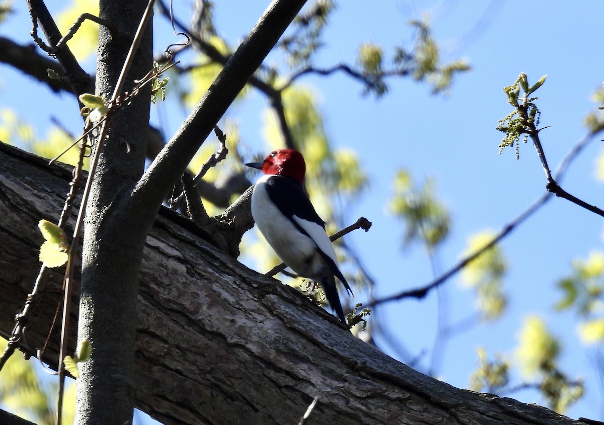 Red-headed Woodpecker - ML618695619
