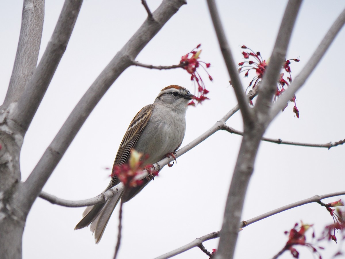 Chipping Sparrow - ML618695635