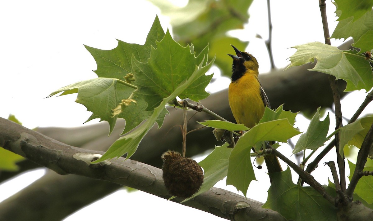 Orchard Oriole - ML618695640