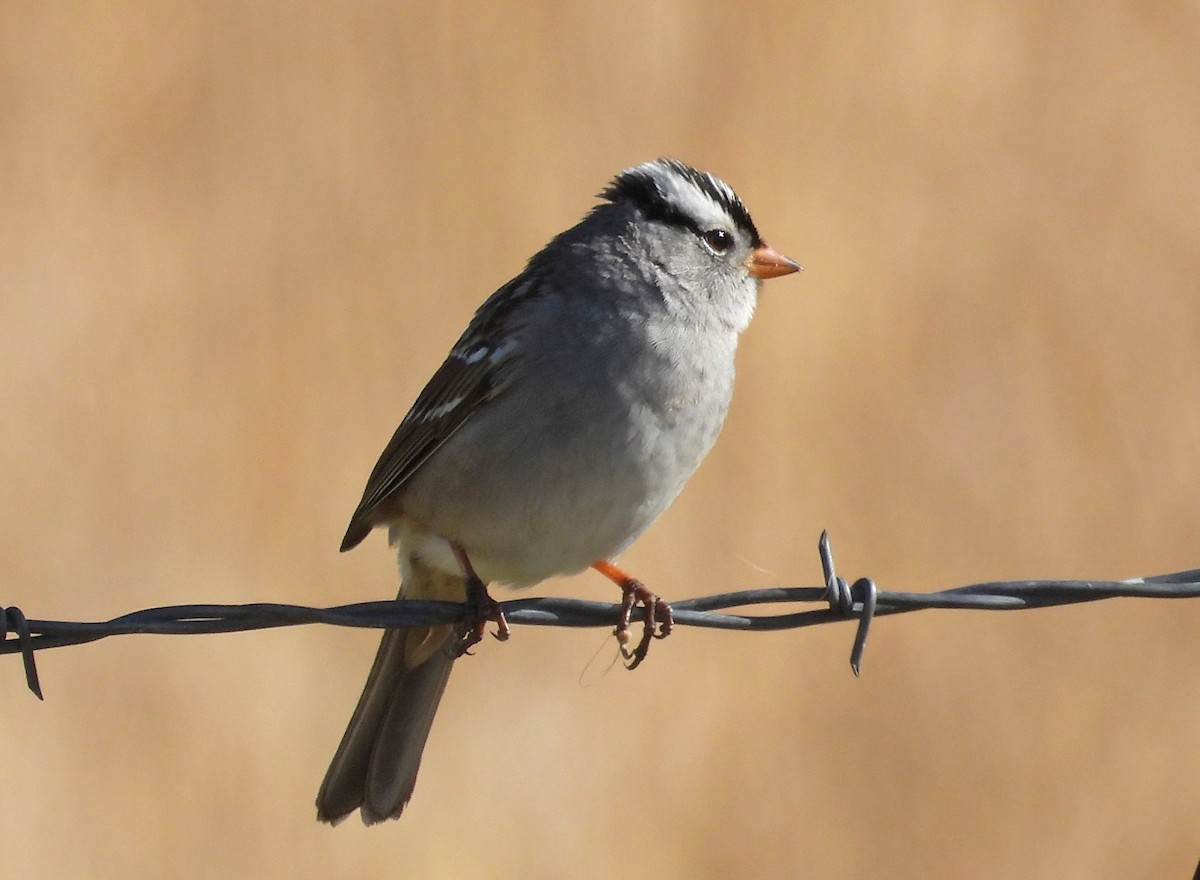 White-crowned Sparrow - ML618695653