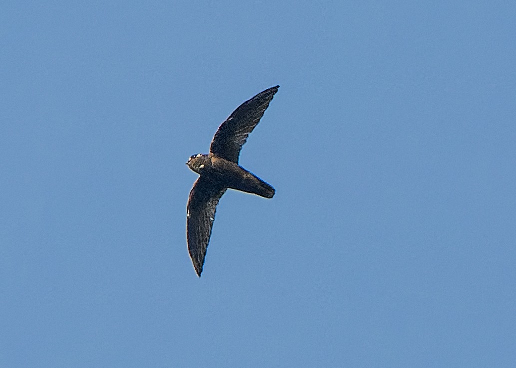 Spot-fronted Swift - ML618695668