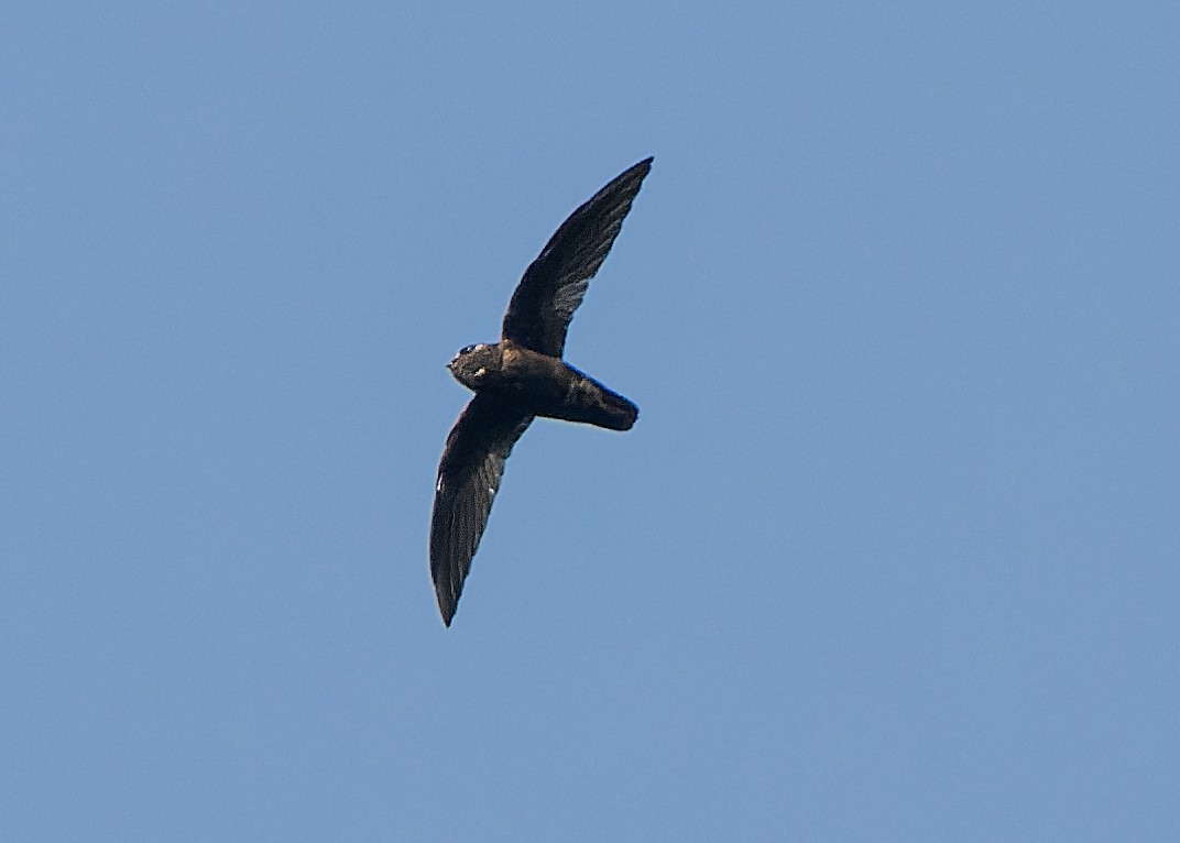 Spot-fronted Swift - ML618695670