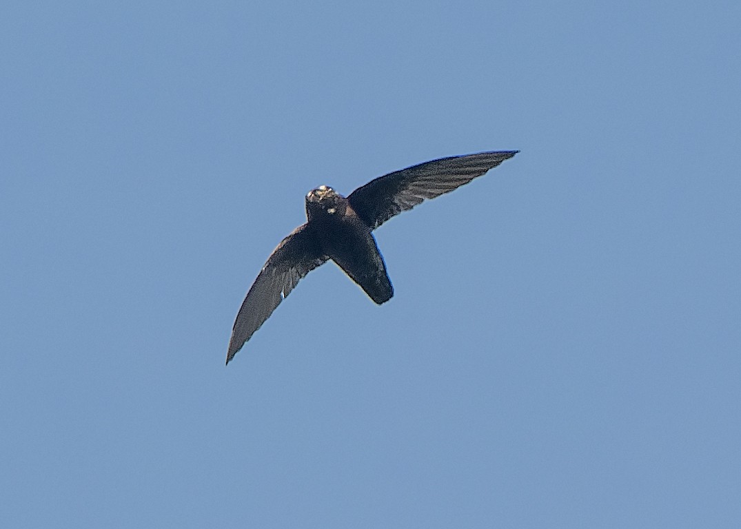 Spot-fronted Swift - ML618695671