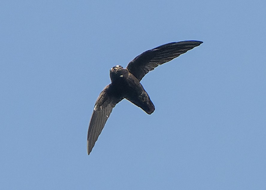 Spot-fronted Swift - ML618695672