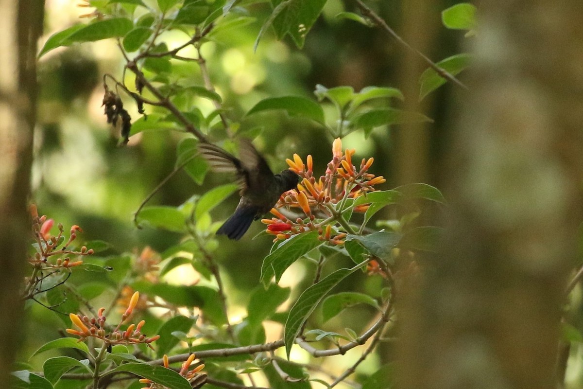 Blue-vented Hummingbird - ML618695698
