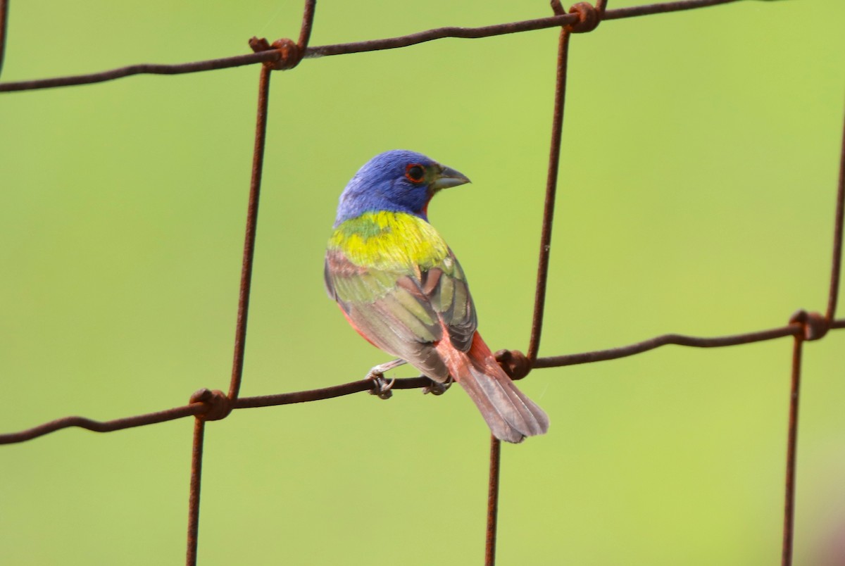 Painted Bunting - ML618695708