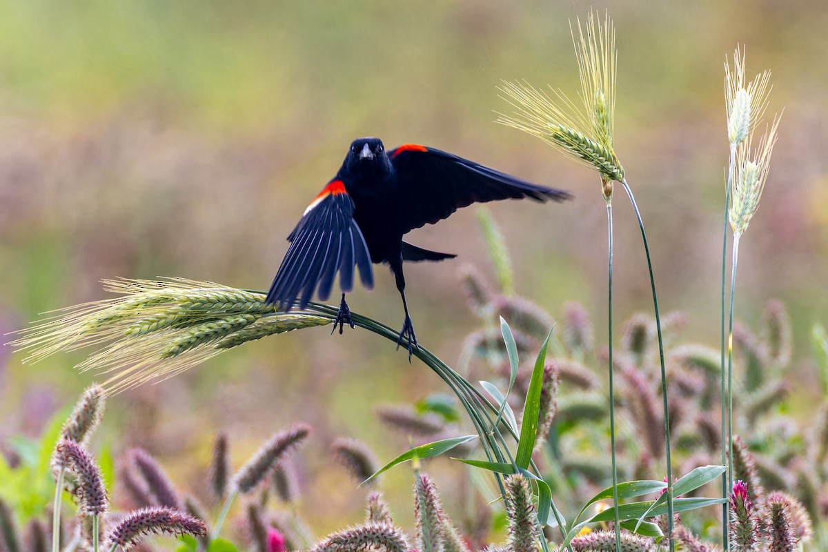 Red-winged Blackbird - ML618695709