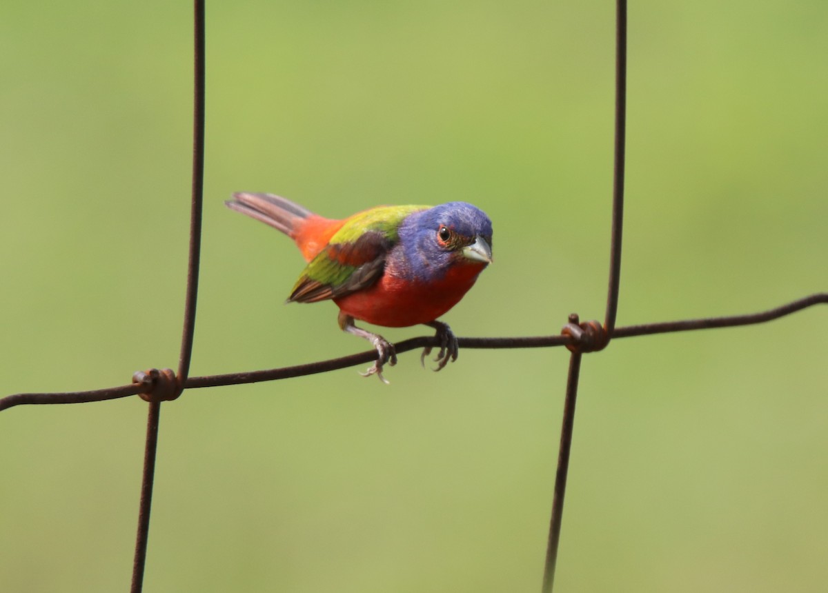 Painted Bunting - ML618695715