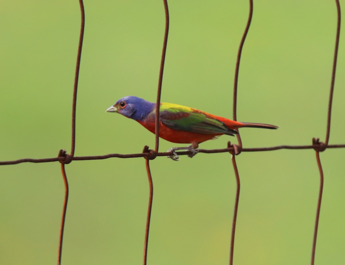Painted Bunting - ML618695717