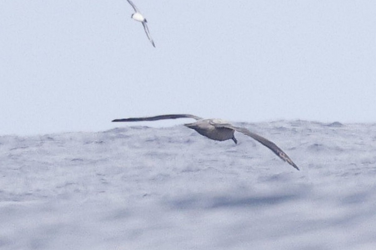 Albatros fuligineux - ML618695751