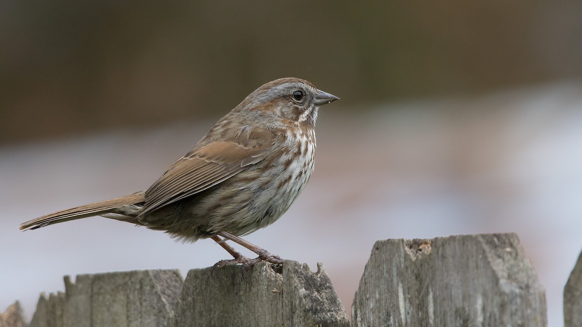 Song Sparrow - Brent Angelo