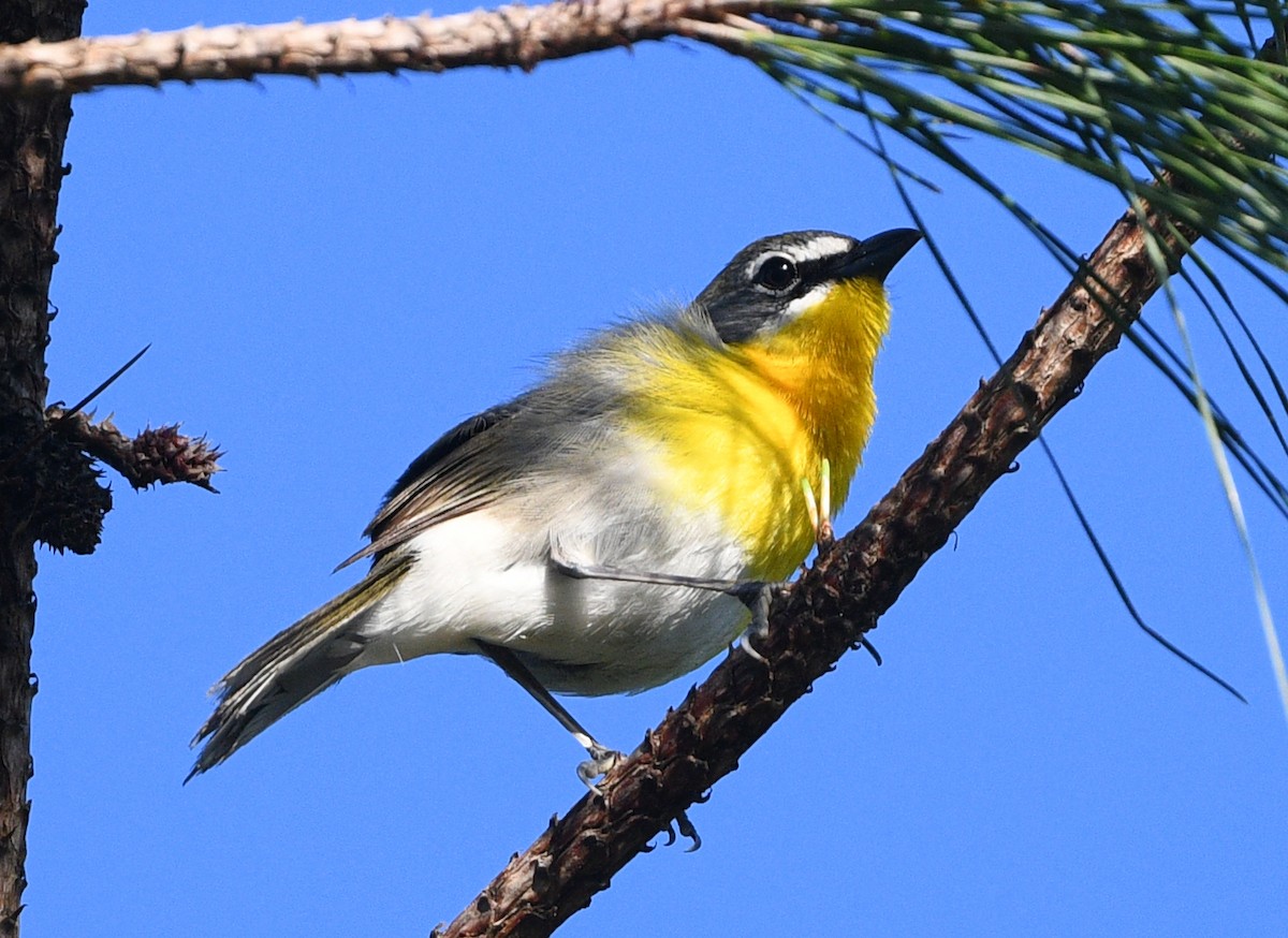 Yellow-breasted Chat - ML618695807