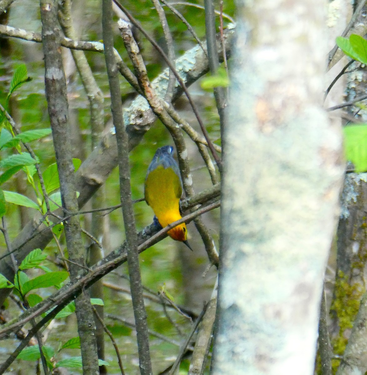Prothonotary Warbler - ML618695810