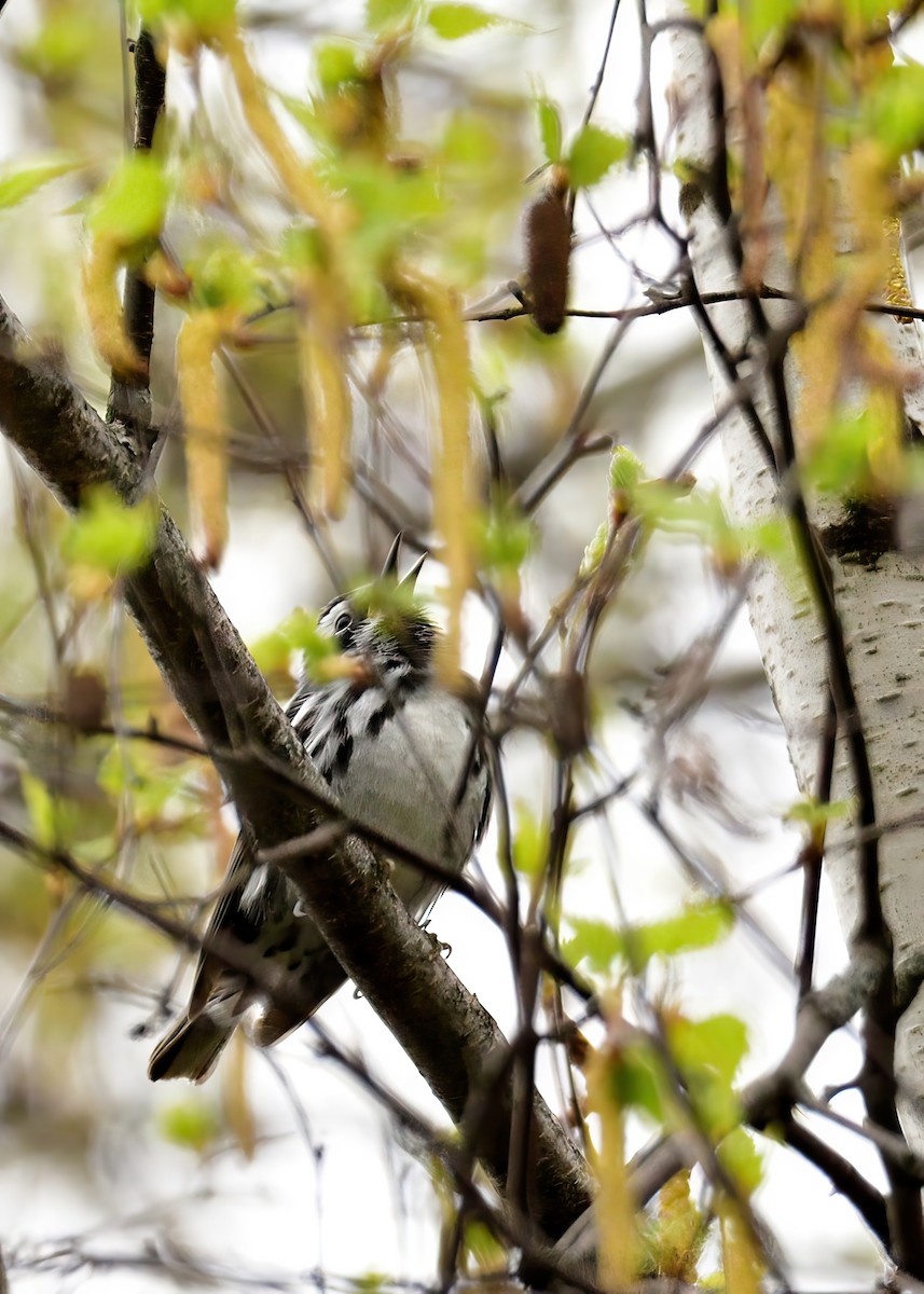 Black-and-white Warbler - ML618695813