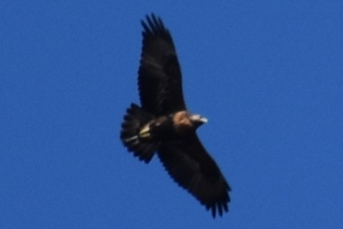 Black-chested Buzzard-Eagle - ERNESTO HUGO ARDINI