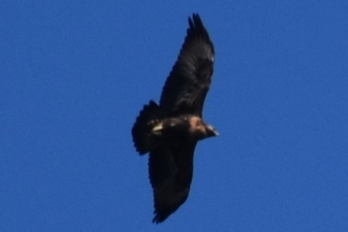 Black-chested Buzzard-Eagle - ERNESTO HUGO ARDINI