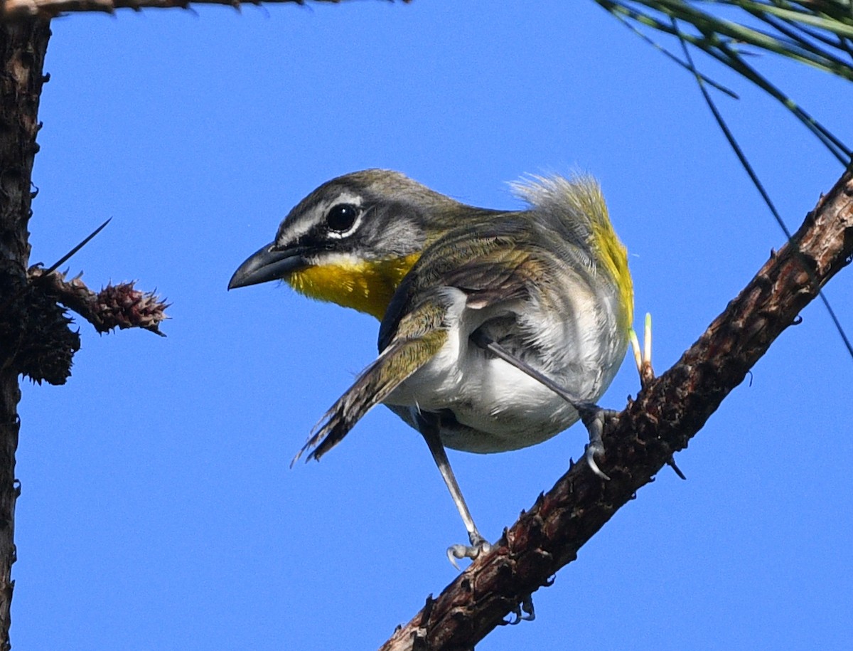 Yellow-breasted Chat - ML618695840