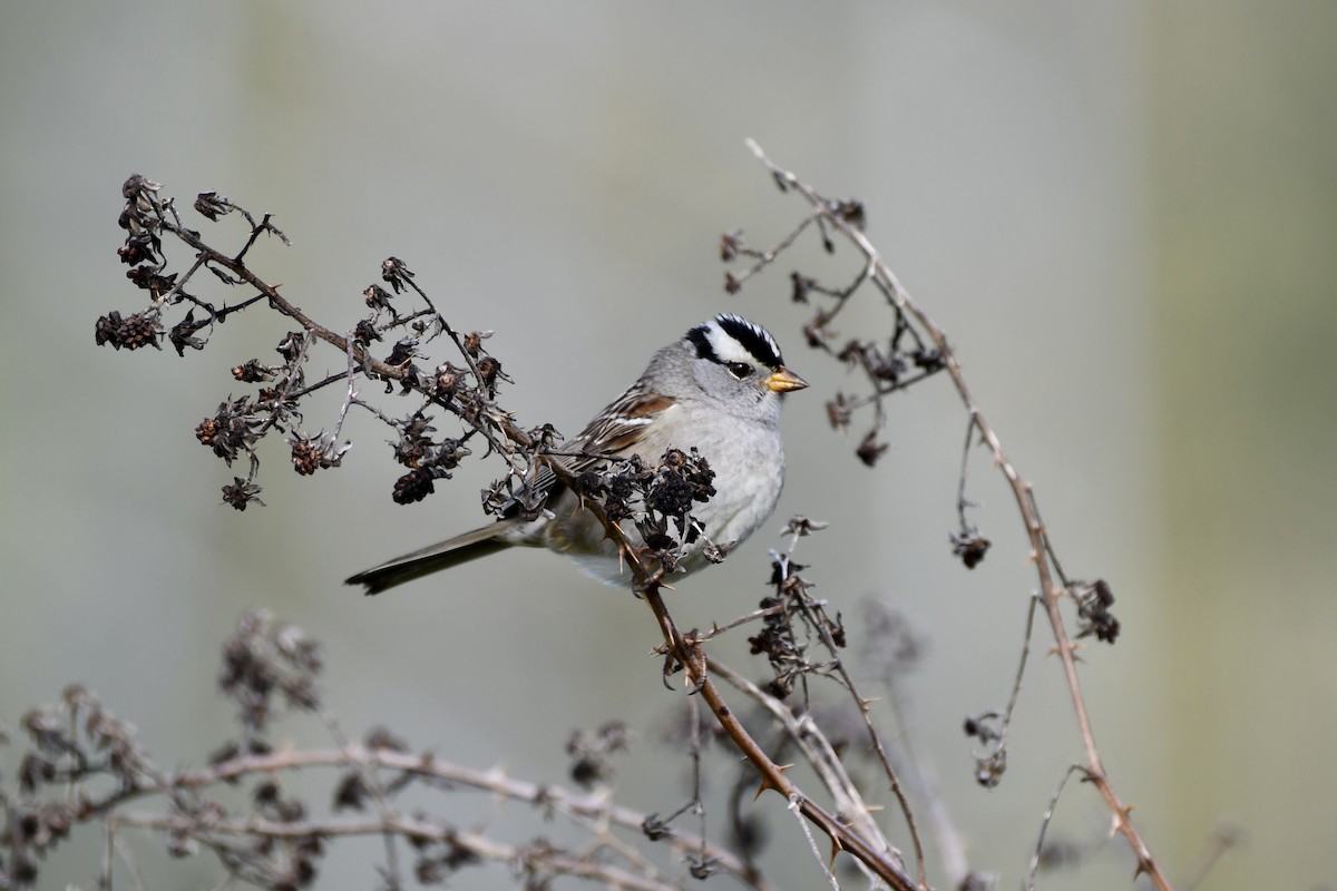 White-crowned Sparrow - ML618695857