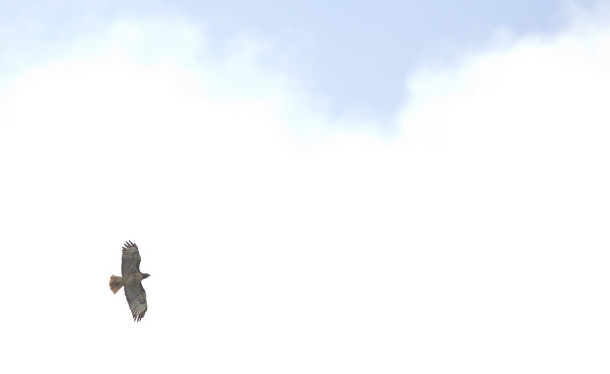 Red-tailed Hawk - ML618695910