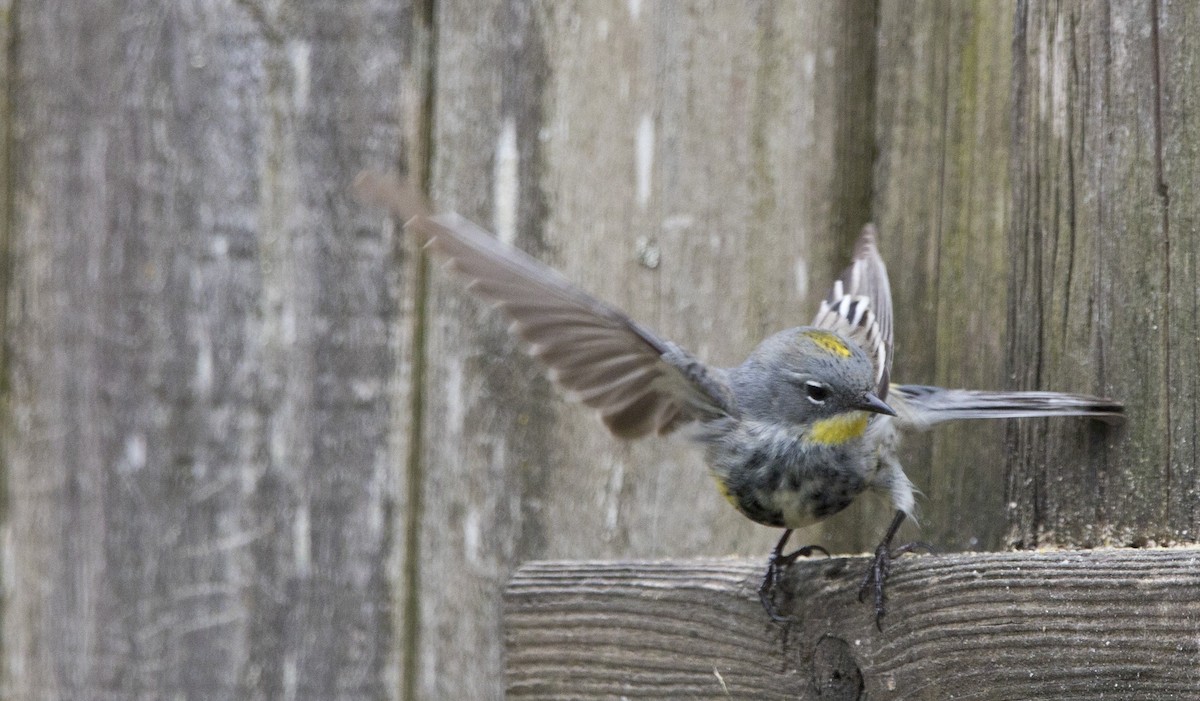 Yellow-rumped Warbler (Audubon's) - Brent Angelo