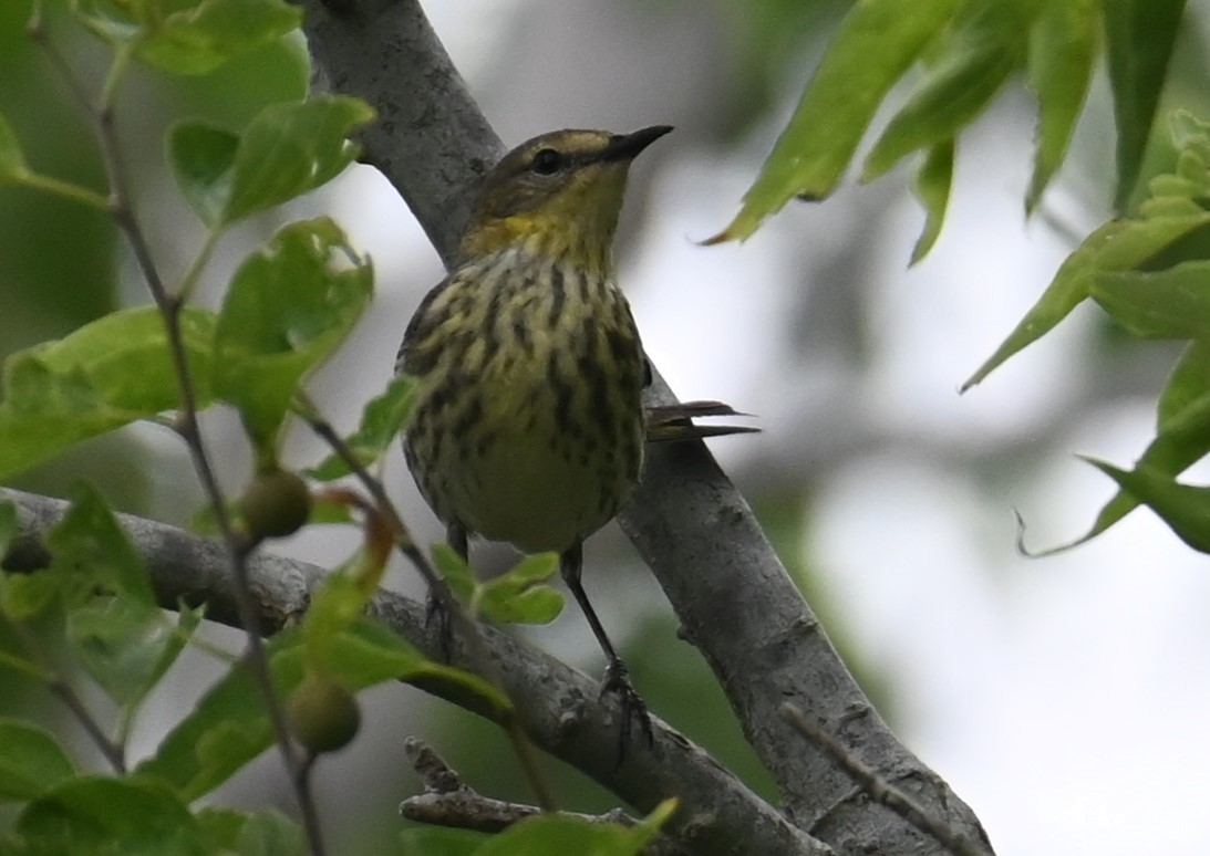 Cape May Warbler - ML618695939