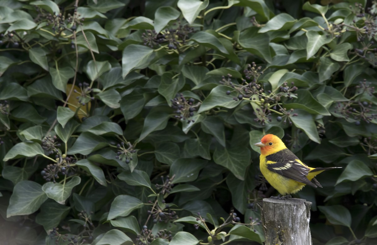 Western Tanager - ML618695940