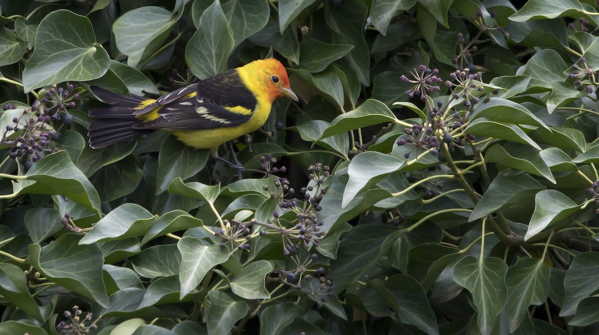 Western Tanager - Brent Angelo