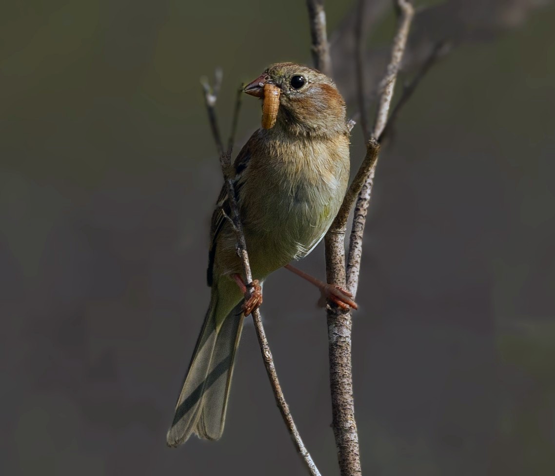 Field Sparrow - ML618695948