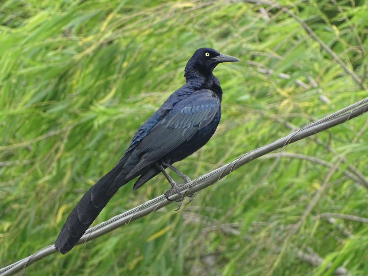Great-tailed Grackle - ML618695949