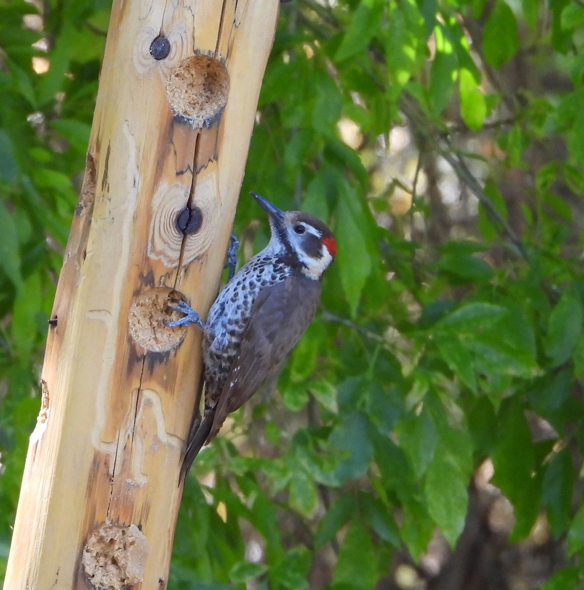 Arizona Woodpecker - ML618695975