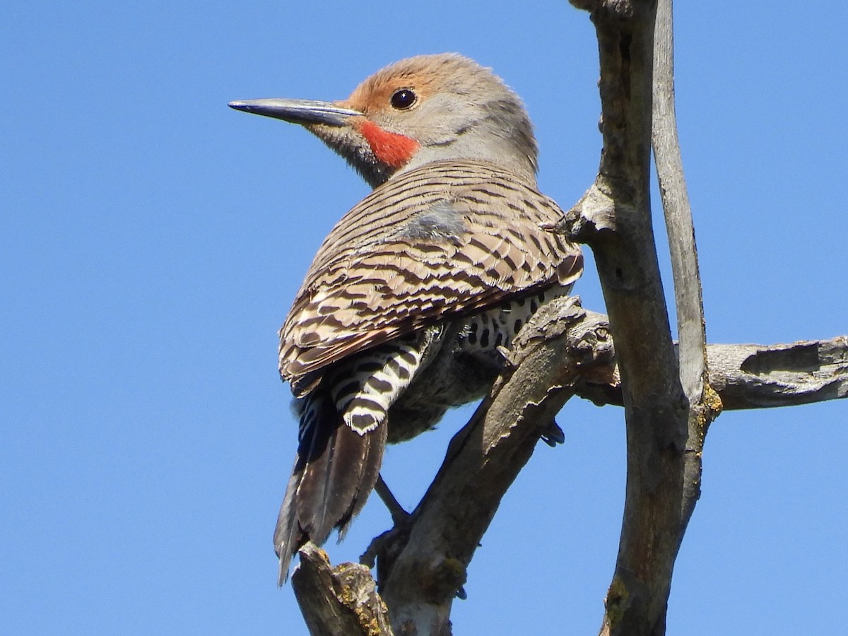 Northern Flicker (Red-shafted) - ML618695995