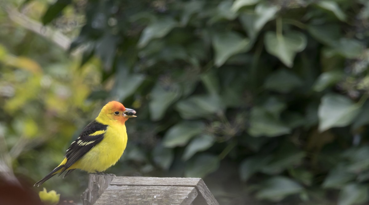 Western Tanager - ML618695996