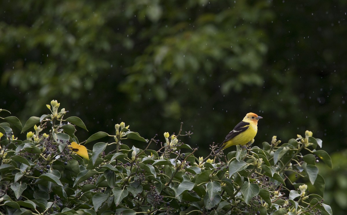 Western Tanager - ML618696011