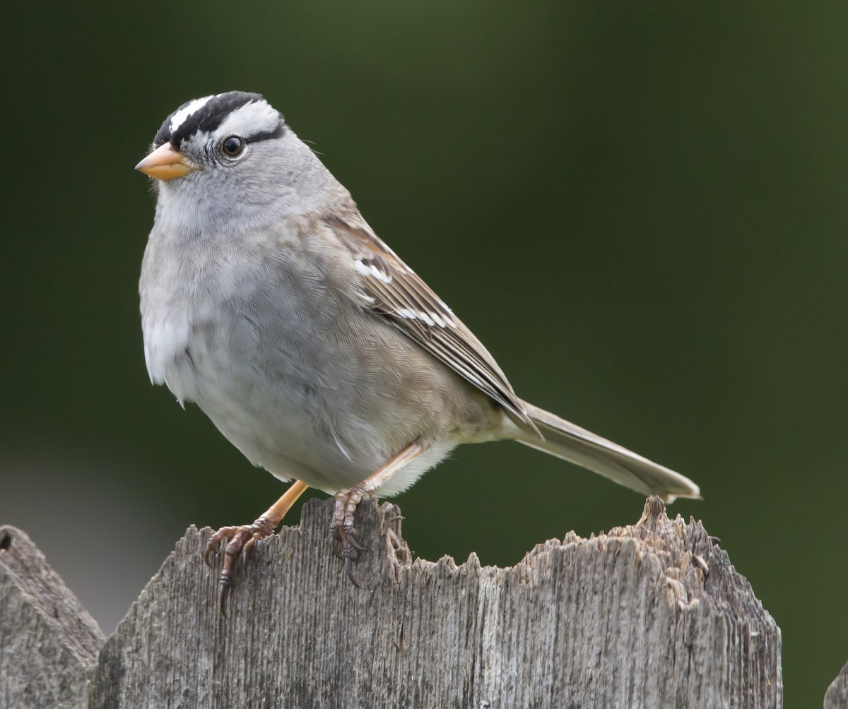 White-crowned Sparrow - ML618696026