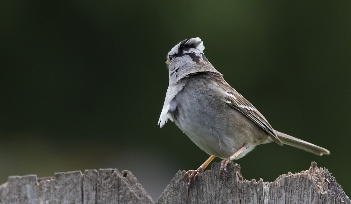 White-crowned Sparrow - ML618696031