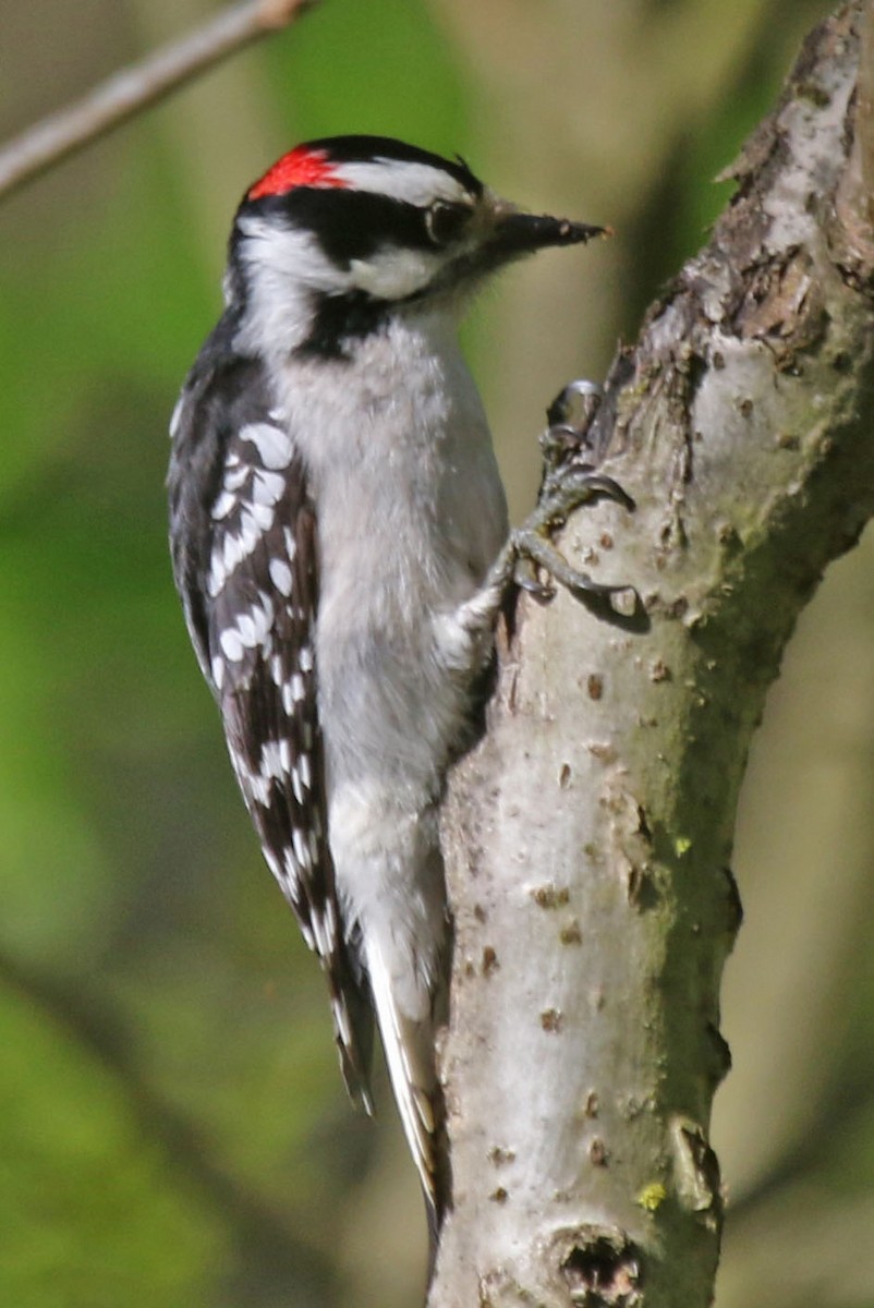 Hairy Woodpecker - ML618696035