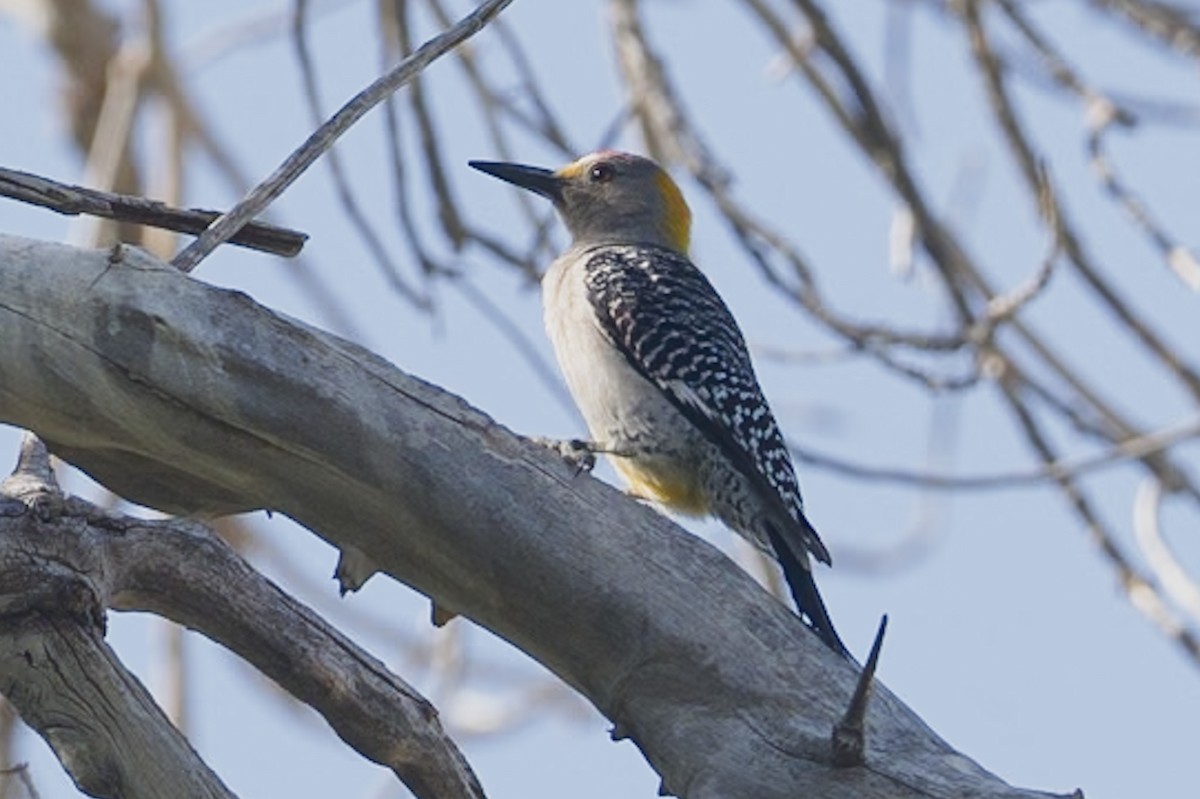Golden-fronted Woodpecker - Christine Kozlosky