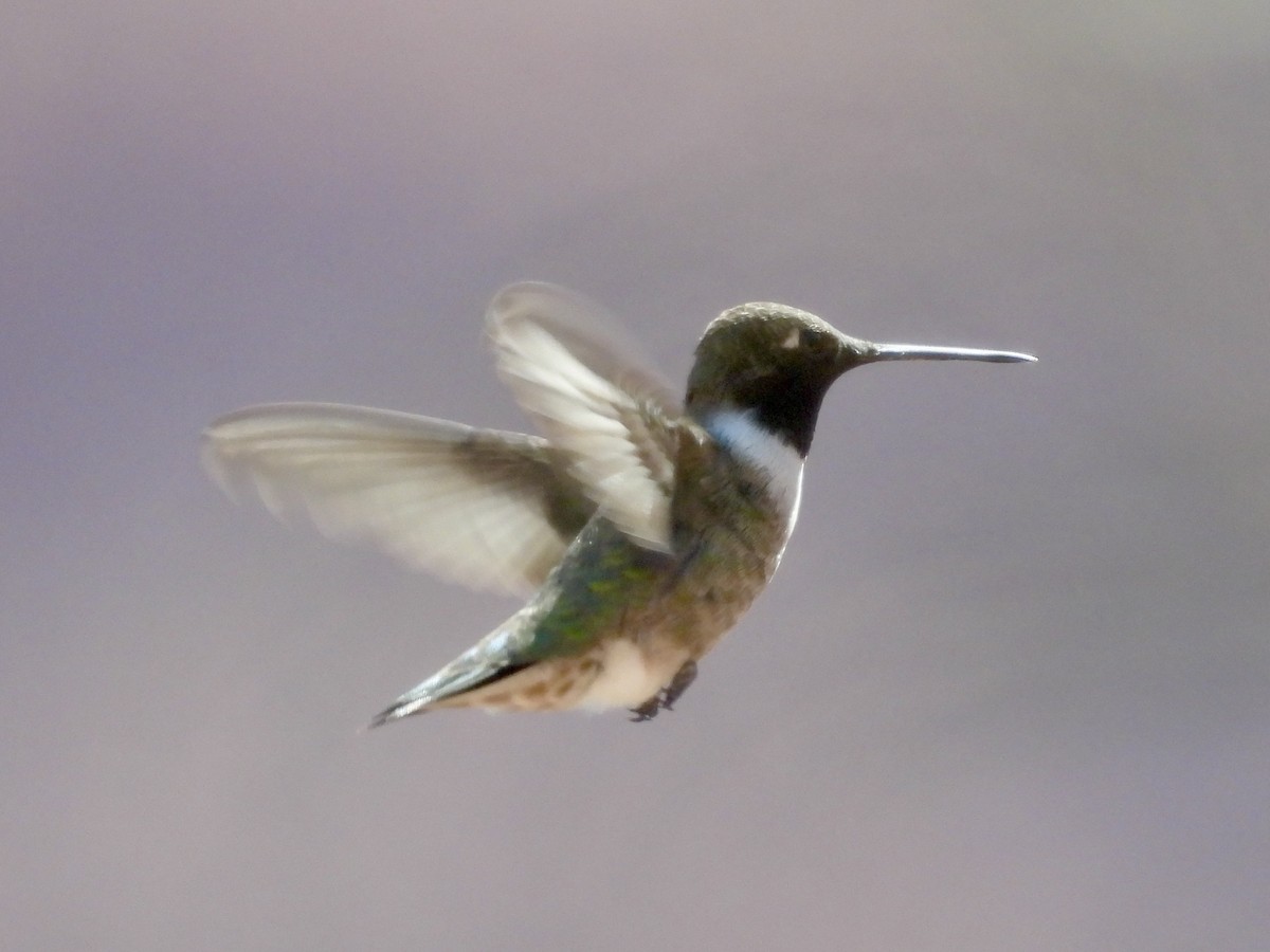 Black-chinned Hummingbird - Kimberly Beck