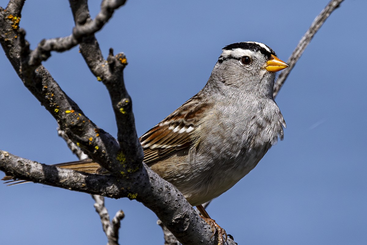 White-crowned Sparrow - ML618696057