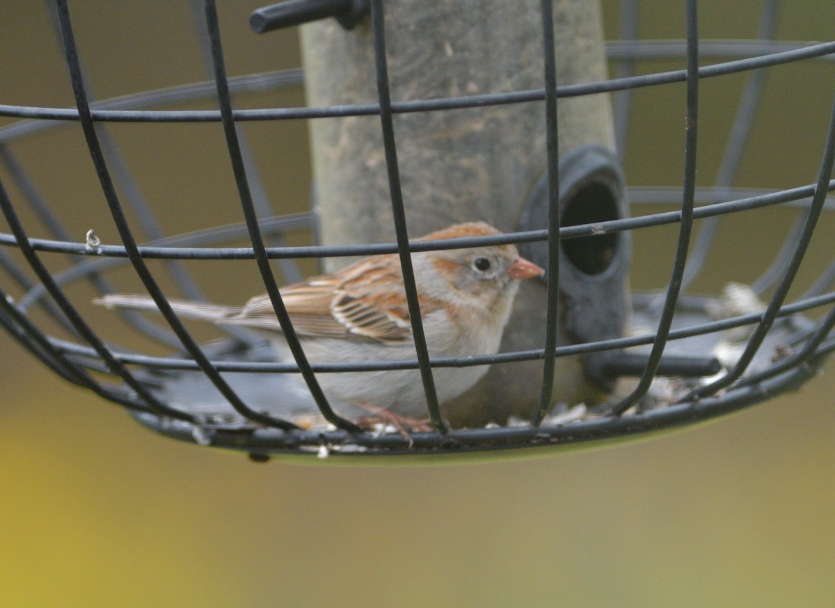 Field Sparrow - ML618696064