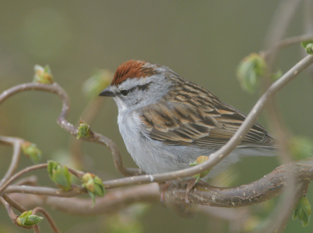 Chipping Sparrow - ML618696078