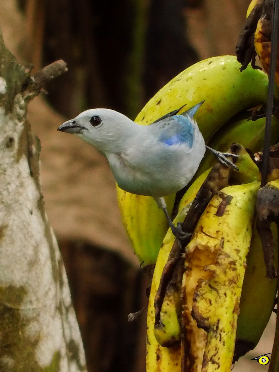 Blue-gray Tanager - ML618696101
