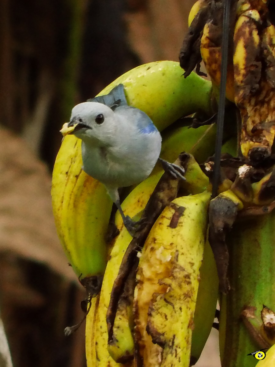 Blue-gray Tanager - ML618696102
